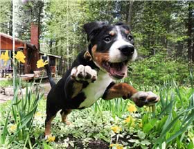 大瑞士山地犬