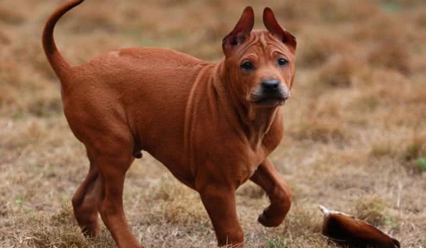 泰国脊背犬图片