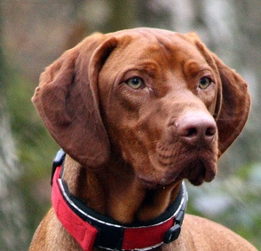 匈牙利短毛指示犬耳朵