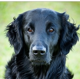 平毛寻回犬头部