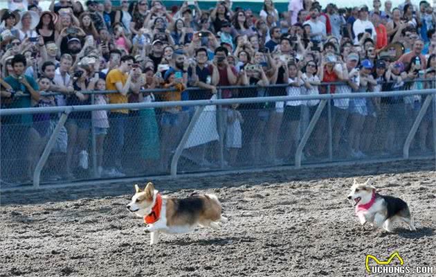 柯基犬拥有攻击性？柯基究竟是什么性格的狗狗？柯基犬又有怎样的历史