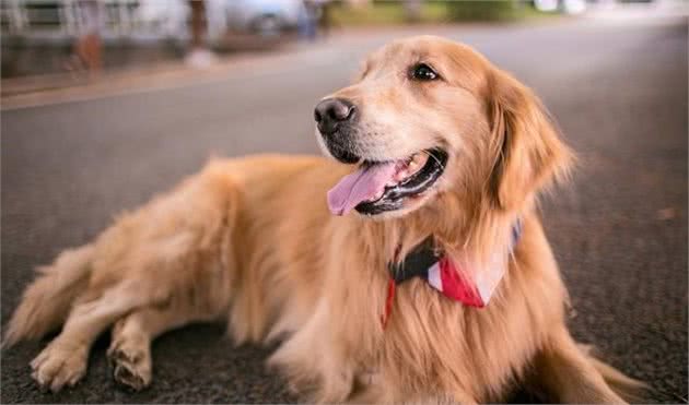 挑选金毛犬时，记住这几点，宠物老板看了就明白你是“内行人”