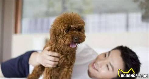 为什么“泰迪犬”那么多人养？离不开这“6个理由”