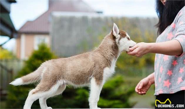 家里幼犬四周啃咬？五招帮你缓解这个问题！对幼犬适当引导最重要