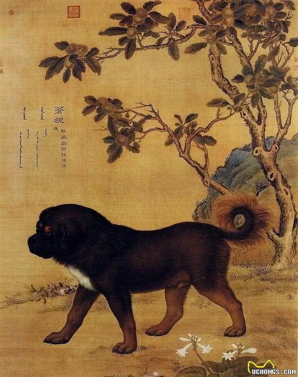 哮天犬原型！中国细犬，乾隆的最爱，现在却处境凄惨