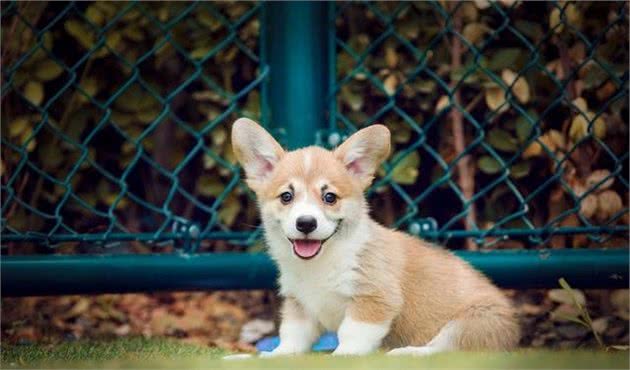 训犬其实其实不难，只要把握好办法，你也能拥有乖巧懂事的狗狗