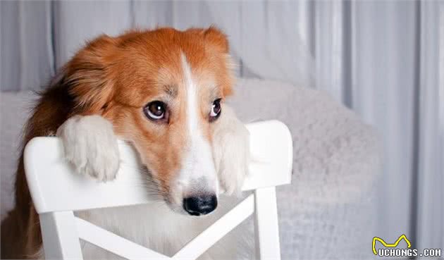 训犬其实其实不难，只要把握好办法，你也能拥有乖巧懂事的狗狗