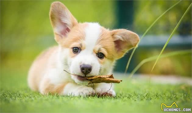 训犬其实其实不难，只要把握好办法，你也能拥有乖巧懂事的狗狗