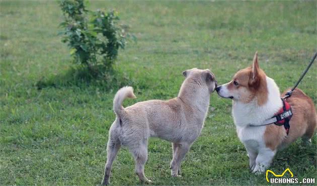 自制犬粮和买回来的犬粮，哪一个营养价值更高？网友：这得看价格