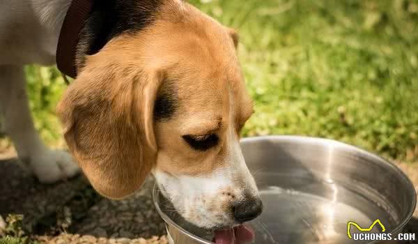 呕吐、拉稀、拒食……犬消化不良很危险！