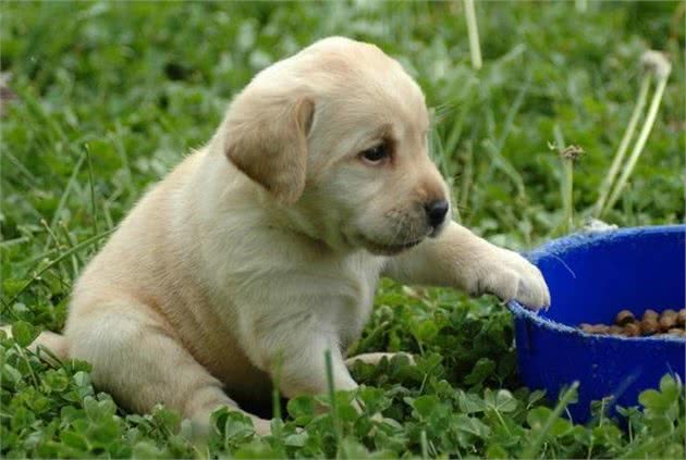 适合家庭养的宠物犬有这些，轻松解决选择性困难