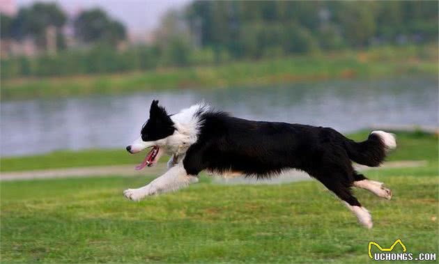 适合家庭养的宠物犬有这些，轻松解决选择性困难