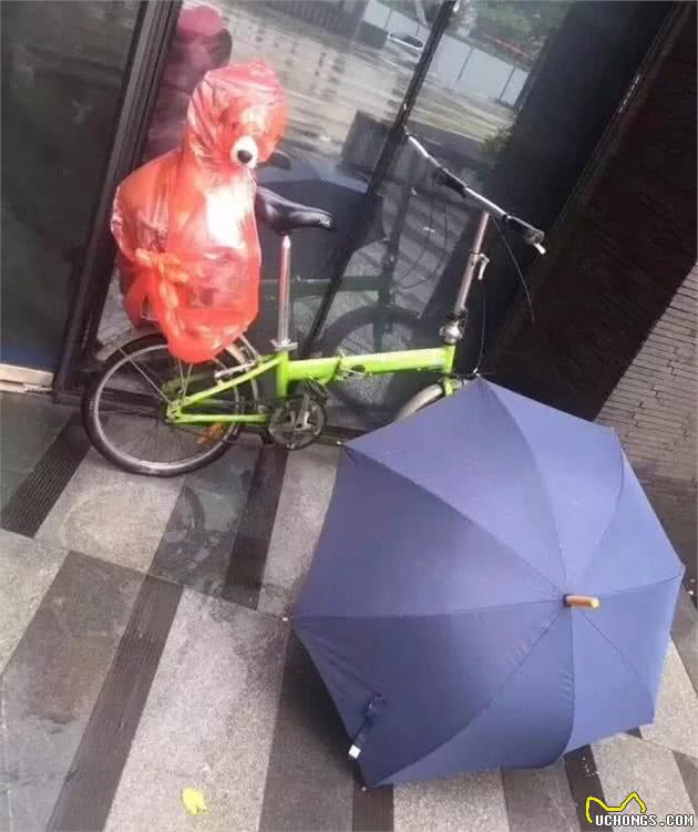 下雨天大妈用这个给狗狗当雨衣，说实话，我快笑死了