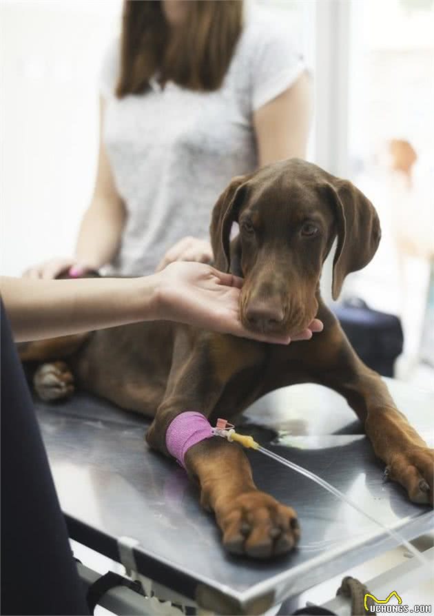 不同年龄段的犬拉稀、呕吐，去宠物医院如何正确选择化验项目