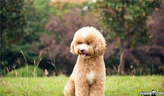 教你怎么挑选一只纯种健康的泰迪幼犬