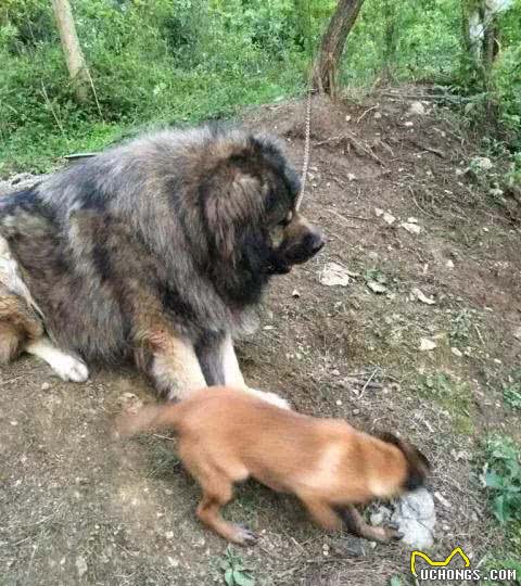 这类超大型犬，外形比藏獒凶猛，胆量却比芝娃娃小，号称北欧巨兽