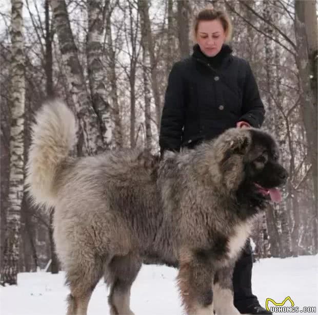 这类超大型犬，外形比藏獒凶猛，胆量却比芝娃娃小，号称北欧巨兽