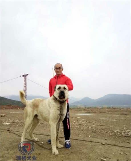 名流专属神犬，世界第一巨型犬坎高落户我国