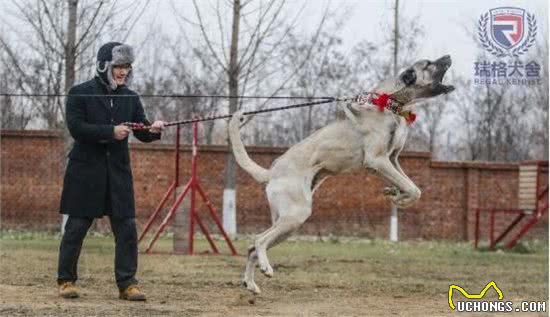 名流专属神犬，世界第一巨型犬坎高落户我国