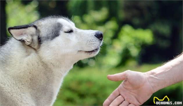 什么样的人就会养出什么样的狗，不同狗狗性格的培养方法！