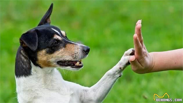 养狗的人真的懂得什么是训犬吗？看完以下几点，秒变专业人士