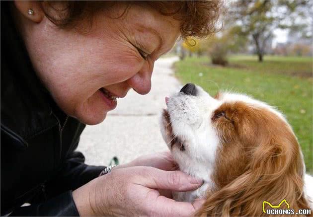 犬的品种不会决定性格！第一次养狗，别选错了