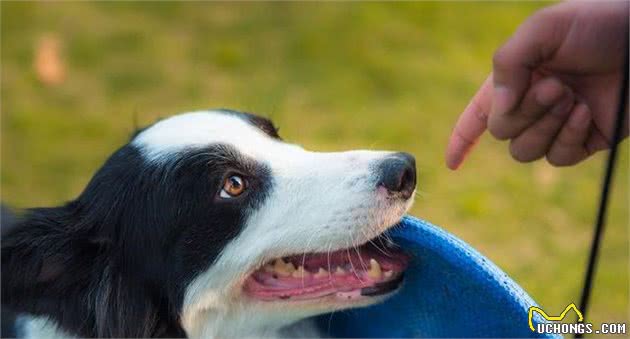 边牧犬的这8大颜色，哪一种最吸引你？