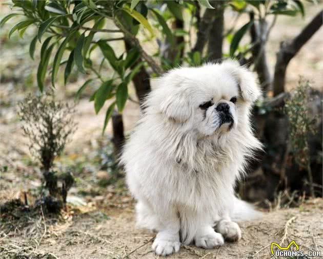 原来北京犬这么“不大对头”，怪不得养的人越来越少