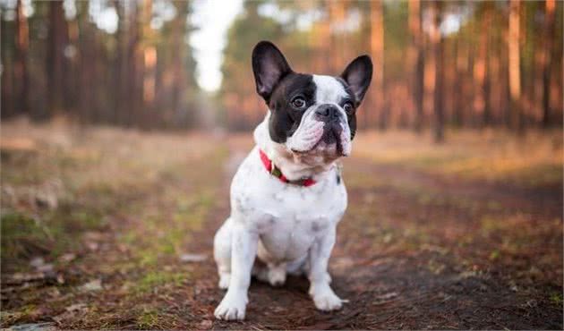 清点那些光吃不长的宠物犬，它们怎么就长不大呢？