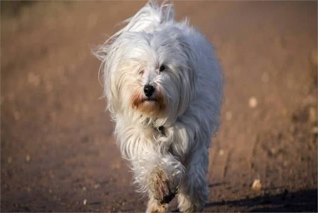 哈瓦那犬的冬季饲养要仔细，这些管理方式教给你，快进来看看