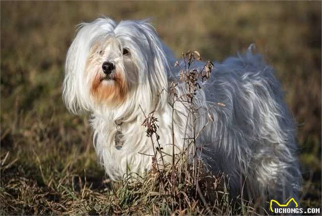 哈瓦那犬的冬季饲养要仔细，这些管理方式教给你，快进来看看