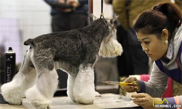 养雪纳瑞犬不是一件易事！要是接受不了这5点，我劝你趁早别养