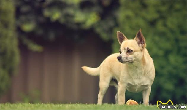 吉娃娃并不是小鹿犬大家别在傻傻分不清楚啦