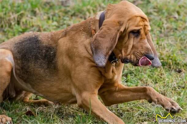 解读“寻血猎犬”，最纯正血统的嗅觉猎犬，能寻回14天前的气味