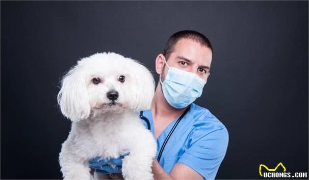 比熊犬要怎么养才能健康长寿？这6个方法要记好