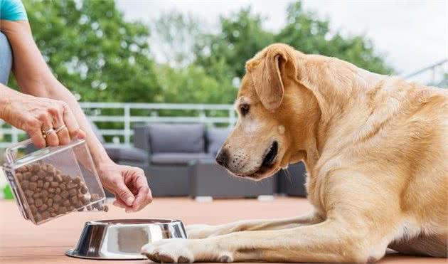 面对现在五花八门的犬粮，该如何选用合适的专业犬粮