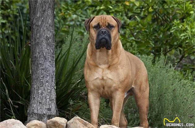 世界名犬—斗牛獒犬（Bullmastiff）