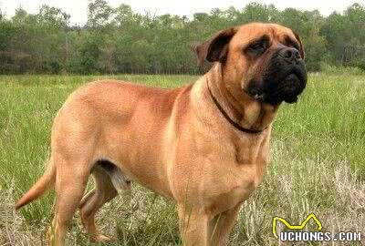 世界名犬—斗牛獒犬（Bullmastiff）