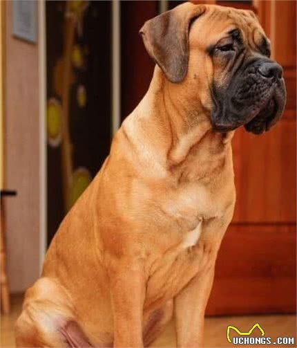 世界名犬—斗牛獒犬（Bullmastiff）