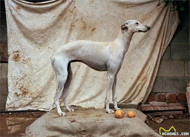 影象记载：西班牙受虐猎犬的康复之路