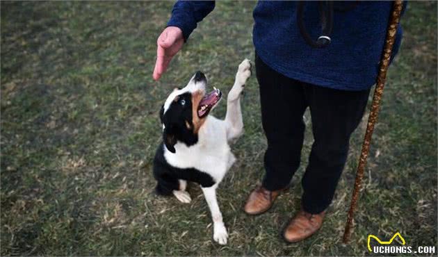 犬行为大全之一