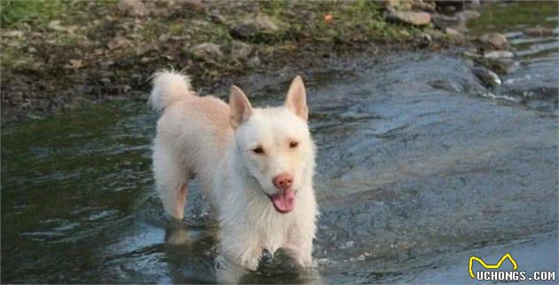 狩猎已成回忆，这4种犬曾经能够完爆野兽，猎户的掌上明珠