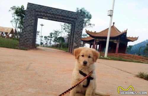 每一个主人都在遛狗，但你知道遛狗究竟在遛什么吗？遛狗对狗的意义