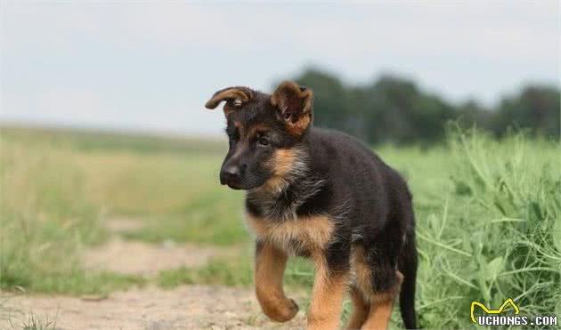 初次买回家的德国牧羊犬要怎样饲养？