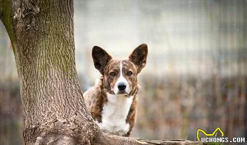 最聪明的小型犬！喜欢养小狗，就不要错过这9种狗狗