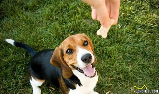 训犬师身上总带有几种零食？有大有小，训练零食也有讲究？