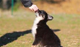 训犬师身上总带有几种零食？有大有小，训练零食也有讲究？