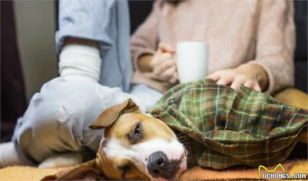 什么水狗狗能喝与不能喝？为了爱犬的健康，给它喝对水很重要！