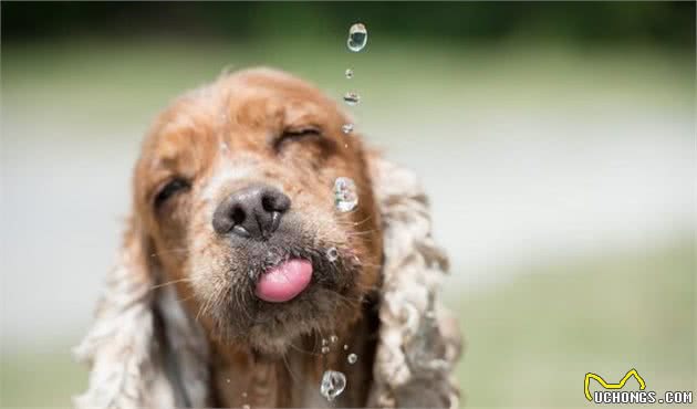 什么水狗狗能喝与不能喝？为了爱犬的健康，给它喝对水很重要！