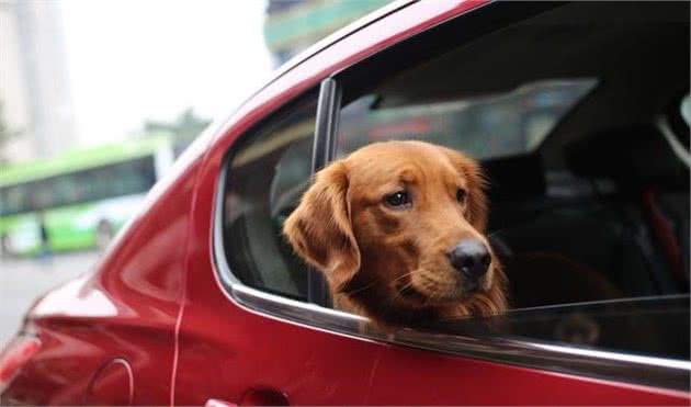 辟谣：狗狗不会晕车？我们经过这些方法能够有效的预防犬晕车